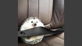driving fast