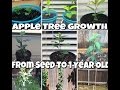 How To Grow An Apple Tree From Seed #10