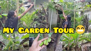 Our Vegetable Garden/ 5 സെന്റിലെ നമ്മടെ  Garden🤗/വിഷമില്ലാത്ത പച്ചക്കറികൾ/Trees \u0026 Plants collection