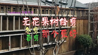 无花果树修剪 # 冬剪还是春剪 # 究竟那个更好https://youtube.com/@yanhuang6825