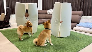 リビングの真ん中で飼い主全員いなくなっても全力で探し回る柴犬が可愛いすぎる