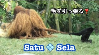 Orang-Utans ❤️ Sela likes Satu’s long hair 💜💛 Satu family morning time🔸🔹