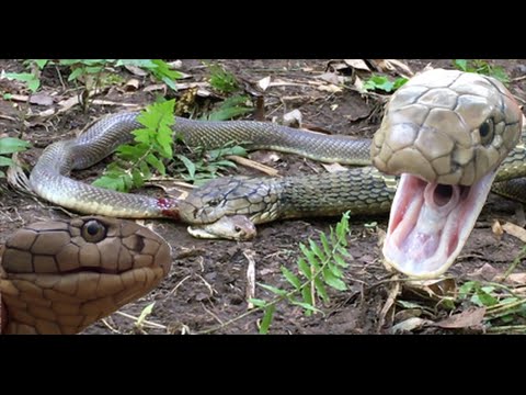 King Cobra Attacks Eats Spitting Cobra Rare Footage Hd Youtube
