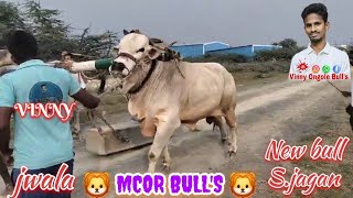 🦁 MCOR BULL'S 🦁 NEW SENIOR BULL FRIST BETA VISUAL...🔥 WITH THE POWER KING MASS KA BAAPH...❤️‍🔥❤️‍🔥