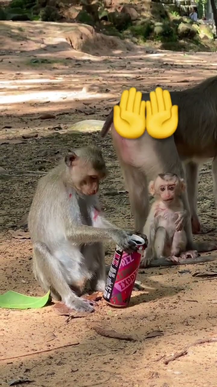 Baby Cartoon Dop2 Monkey Monkeysspinningmonkeys Youtube