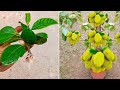 How to Grow Jackfruit By Cutting Aloe Vera | Best Natural Rooting Hormone