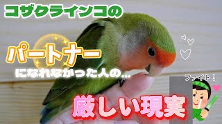 コザクラインコのパートナーに選ばれなかったら…あなたはこうなります！