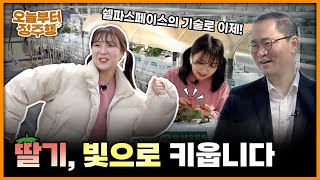 오늘부터 정주행│빛으로 키우는 딸기?!│Ep 01. 쉘파스페이스 원예용광편집솔루션필름