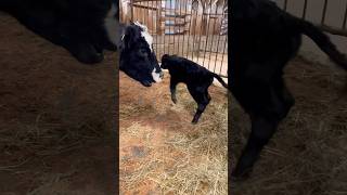 Cow and Calf Make Quite the Duo… #cow #babycow #calvingseason