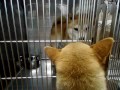 柴犬小梅　病院にてジェントルワン（柴）と出会う