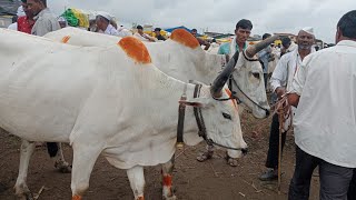 शेतकऱ्याने शेतकऱ्याची 65 हजार रुपये किमतीला घेतली माळवा जातीची बैल जोडी बैलपोळ्या साठी झालेला सौदा