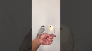 【文鳥とインコ】初めての対面