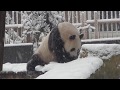 Ouwehands Dierenpark - Giant panda playing in the snow