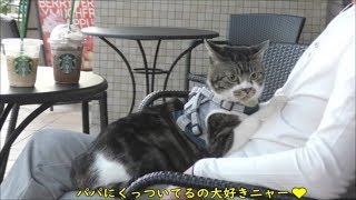 猫と一緒にスタバへ☆テラスでお茶☆リキちゃんのおやつ忘れてショック・・☆猫とお出かけ【リキちゃんねる　猫動画】Cat video　キジトラ猫との暮らし