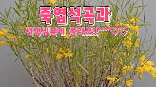 토동이네2월6일 환상적인 죽엽석곡과선생님분에 콜라보