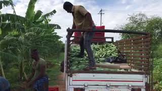 Hosachiguru integrated farm cucumber