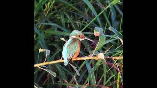 カワセミ狛江地区お父さん往路ショート 2024 10 13 #カワセミ #野鳥 #birds #wildlife #nature #自然観察ぶらり散歩