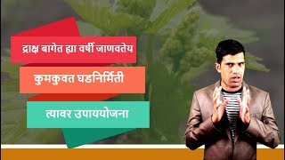 shrihari ghumare | द्राक्ष बागेत ह्या वर्षी जाणवतेय कुमकुवत घडनिर्मिती त्यावर उपाययोजना