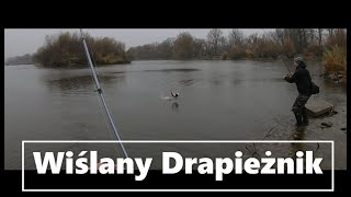 Rzeka Wisła //Wiślany Drapieżnik