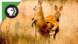 The Sneaky Mating Strategy of Red Kangaroos