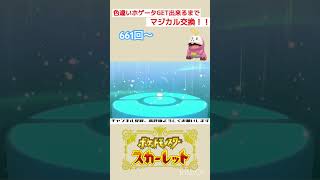 色違いホゲータGETできるまでマジカル交換！(661回～)【ポケモンSV/Pokémon】#shorts