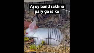 Aj sy band rakhna pary ga isko bht shararty krta h  #rabbit #asmr #terebin #shorts #youtubeshorts