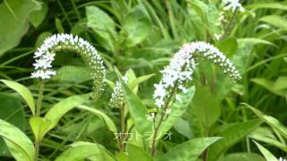 横浜霊園裏道周回H276014盛夏の山野草