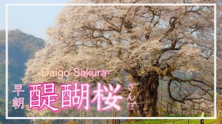 【醍醐桜】朝暘に照らされる樹齢1000年の醍醐桜をおさんぽ！～Daigo cherry blossoms～（岡山県真庭市）／備後カメラ部【岡山桜名所】