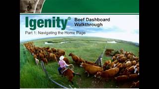 Beef Dashboard Walkthrough Part 1 - Navigating the Home Page