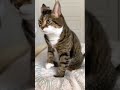 funny cat 2#shorts#funny