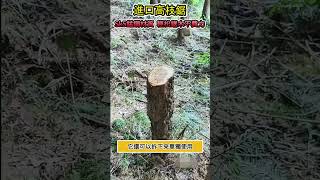 升級款日本進口高空鋸