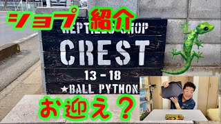 ［レオパ］爬虫類ショプの紹介 　　✨CRESTです✨レアー生体有り