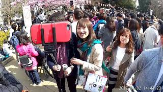 Sakura 上野公園の桜 Cherry Blossoms in Tokyo - Ueno Park (hanami)東京観光 花見 夜桜 桜の名所 日本の桜 日本櫻花［HD］JAPAN樱花 2017