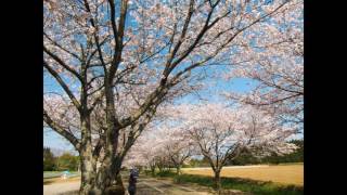 宮崎県　桜