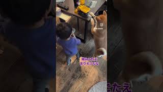 二歳児を追いかける柴犬#shorts