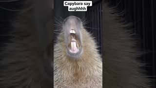 Capybara say aughhhh #massiplays