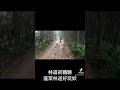 林道初體驗！蓬萊林道go go hondamotorcycles crf300rally africatwin akrapovic acerbis showa goprohero9