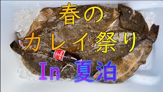 4月の春のカレイ祭り！In青森県陸奥湾夏泊岬