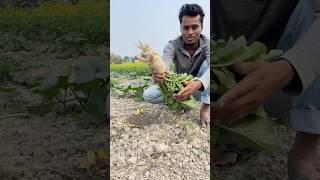 ক্ষেত থেকে মূলা তুললাম #agriculture #villagelife #bangladesh