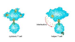 Cell mediated immune response Animation