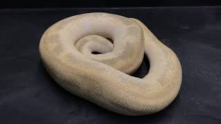 Ball Python Morphs #15 Clowns Part 2