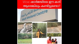 ഷാർജയിലെ ഈ കാട് ആരെങ്കിലും കണ്ടിട്ടുണ്ടോ?#tiktalkies #wetlandcentre #UAE #nature