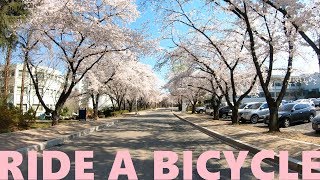 대구의 벚꽃길. 영남대학교 01. (4k) - Cherry Blossom Road in Daegu. Yeungnam University. Korea