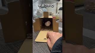 この子の名前は「天（てん）」です。家族みんなで暖かく育てていこうと思います。#インコ #ペット #お迎え #ヒナ #可愛い #動物