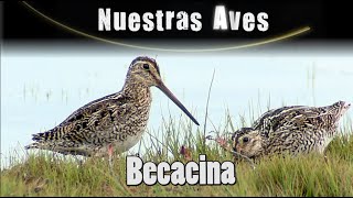 BECACINA - Serie Nuestras Aves