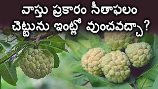 Vastu principles for Custard Apple tree in home_సీతాఫలం చెట్టును ఇంట్లో వుంచవచ్చా?