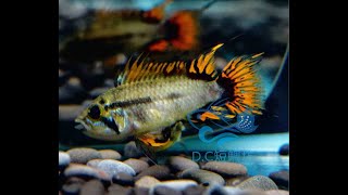 10/15【DC短鯛坊】B超紅鳳尾短鯛 No.I7【DwarfCichlid】