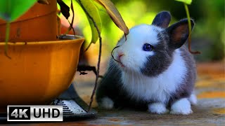 Bunny Love: Relaxing Piano Music and Cute Rabbit Videos | 4K Videos