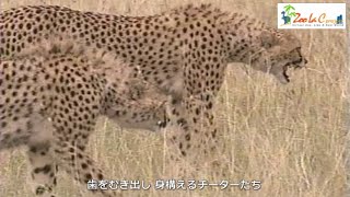 ４頭のチーター対２頭のハイエナ　　Wild Animals in Africa /  4 cheetahs vs 2 hyenas.