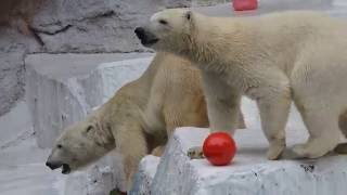 カラフル＆ハートフルなバフィンとモモのお別れ会①　　　天王寺動物園のホッキョクグマ